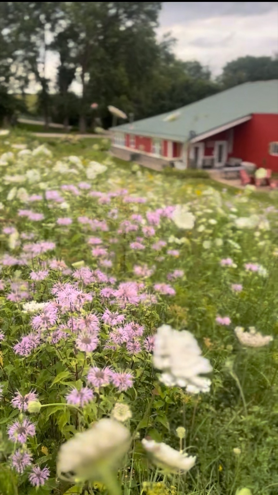 The wildflower field
